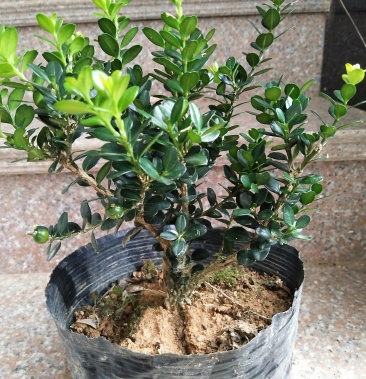 [黄杨批发]龙鳞黑珍珠黄杨价格48.00元/棵 - 一亩田