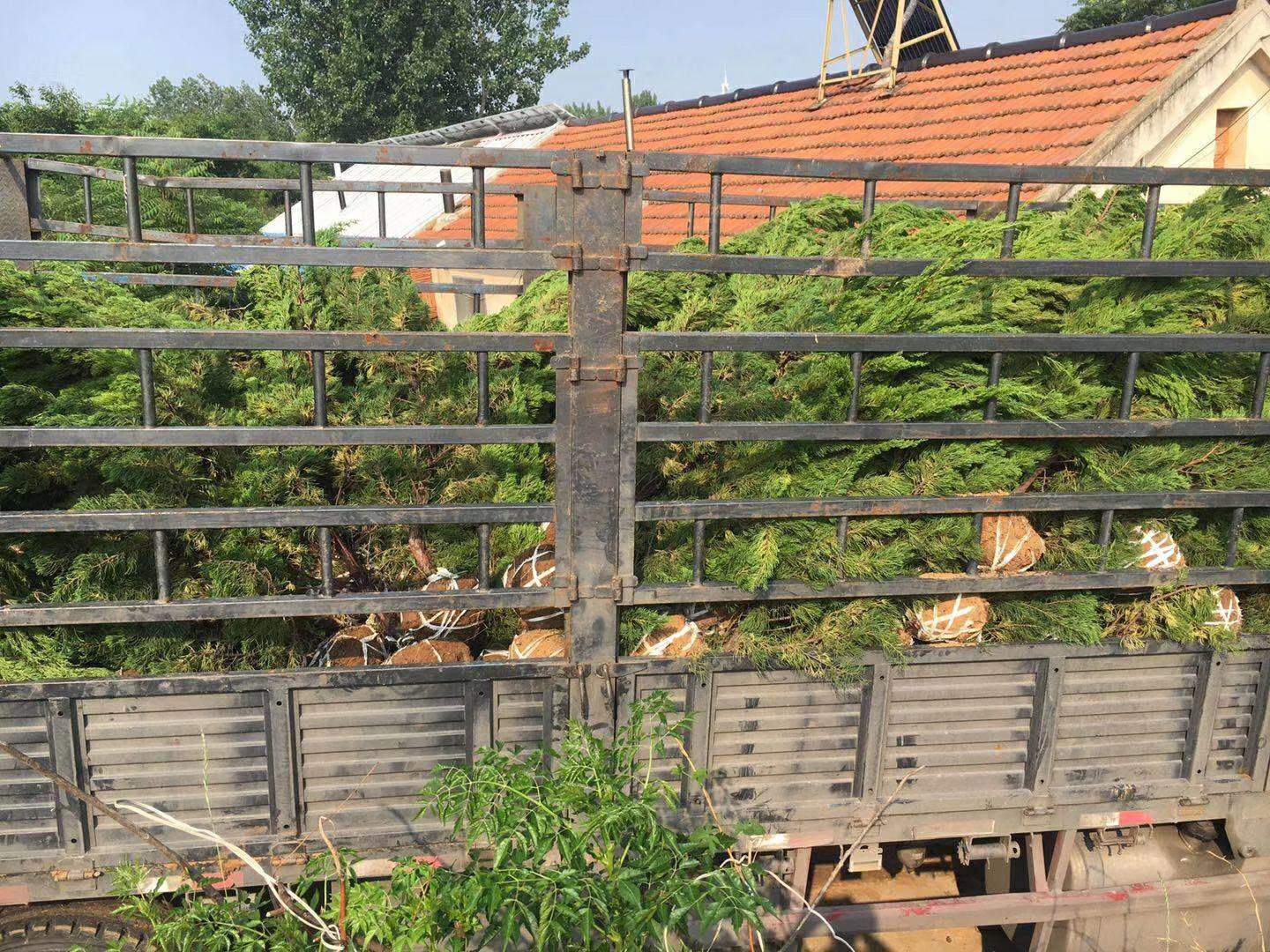 龙柏小苗出圃装车场景