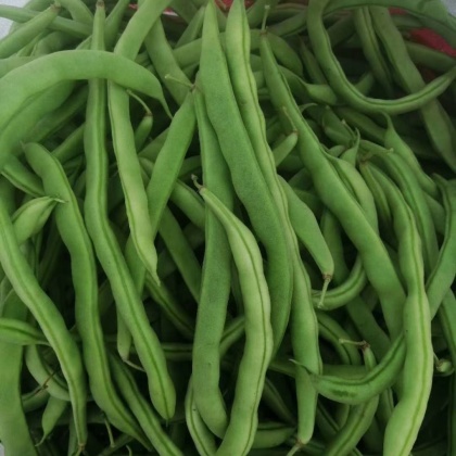 四季豆价格行情