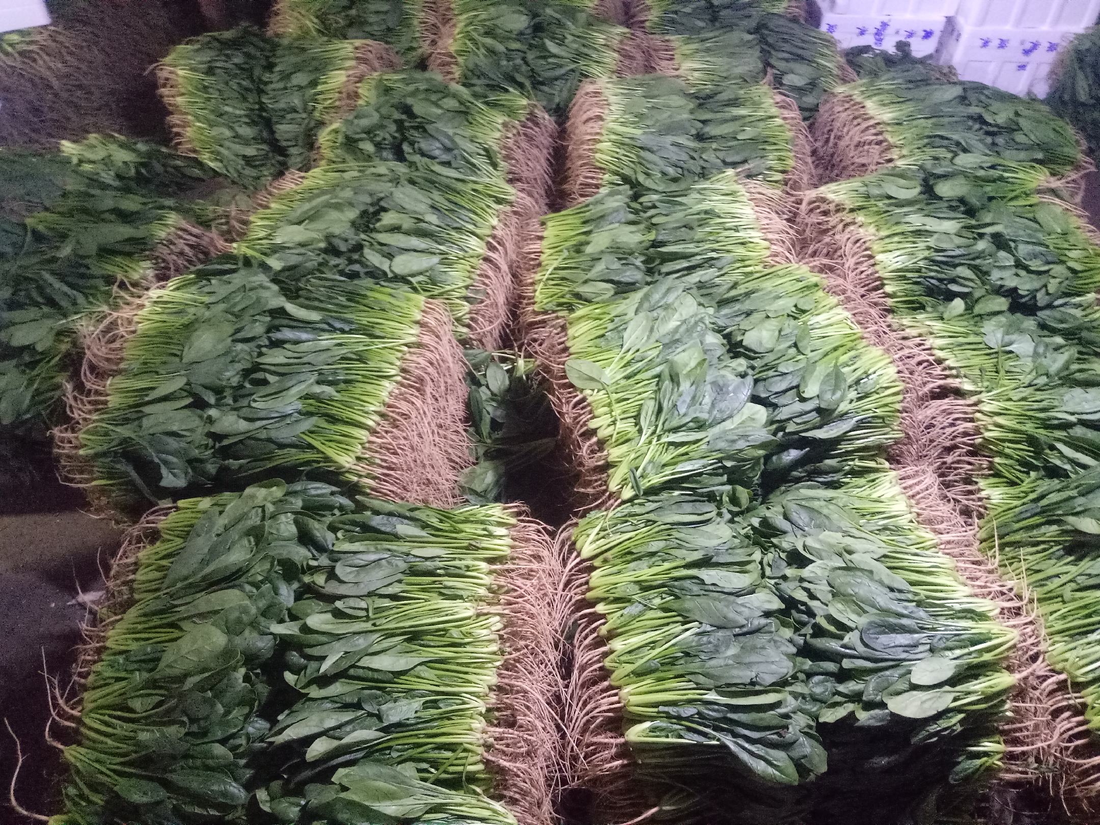 小叶菠菜在超市货架上的陈列 小叶菠菜在超市货架上的陈列