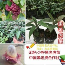 【送苗种植挂果回收】无籽黑老虎苗10株包邮可分期付款