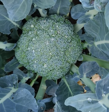 [耐寒优秀西兰花批发]西兰花价格1.30元/斤 - 一亩田