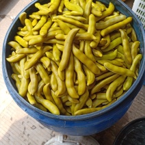 四川精品龙爪豆，狗爪豆，猫爪豆大量上市