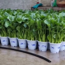 水葫芦，凤眼蓝