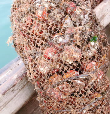 大连长海县扇贝栉孔扇贝港湾扇贝