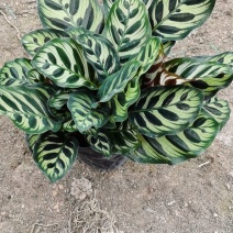 孔雀竹芋室内在植物盆栽花卉