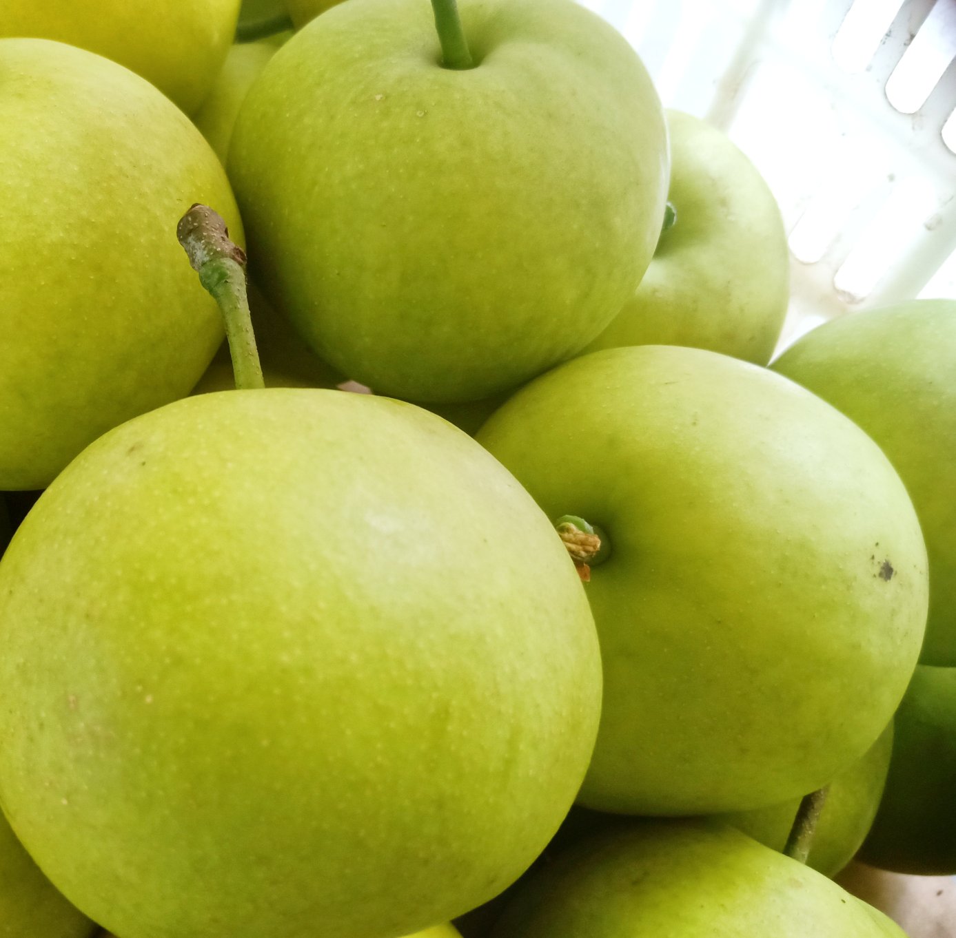 翠冠梨果实在阳光下新鲜饱满的特写