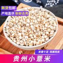 精选好货贵州薏仁米甄选优质小薏仁米大部地区包邮食用杂粮
