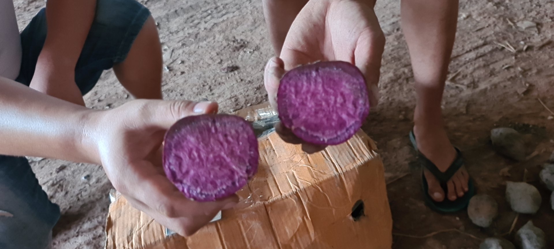 一位年轻女性在厨房操作台前戴着一次性手套,正用手掰开一颗已经冷却的熟紫薯,观察其断面是否均匀、有无黑斑或霉点。旁边放着砧板、小刀和密封保鲜盒,背景可见冰箱门打开 女性用手掰开一颗熟紫薯检查内部状态