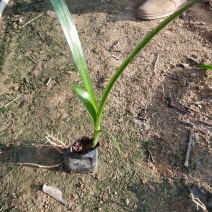 蜘蛛兰水鬼蕉基地直销量大从优