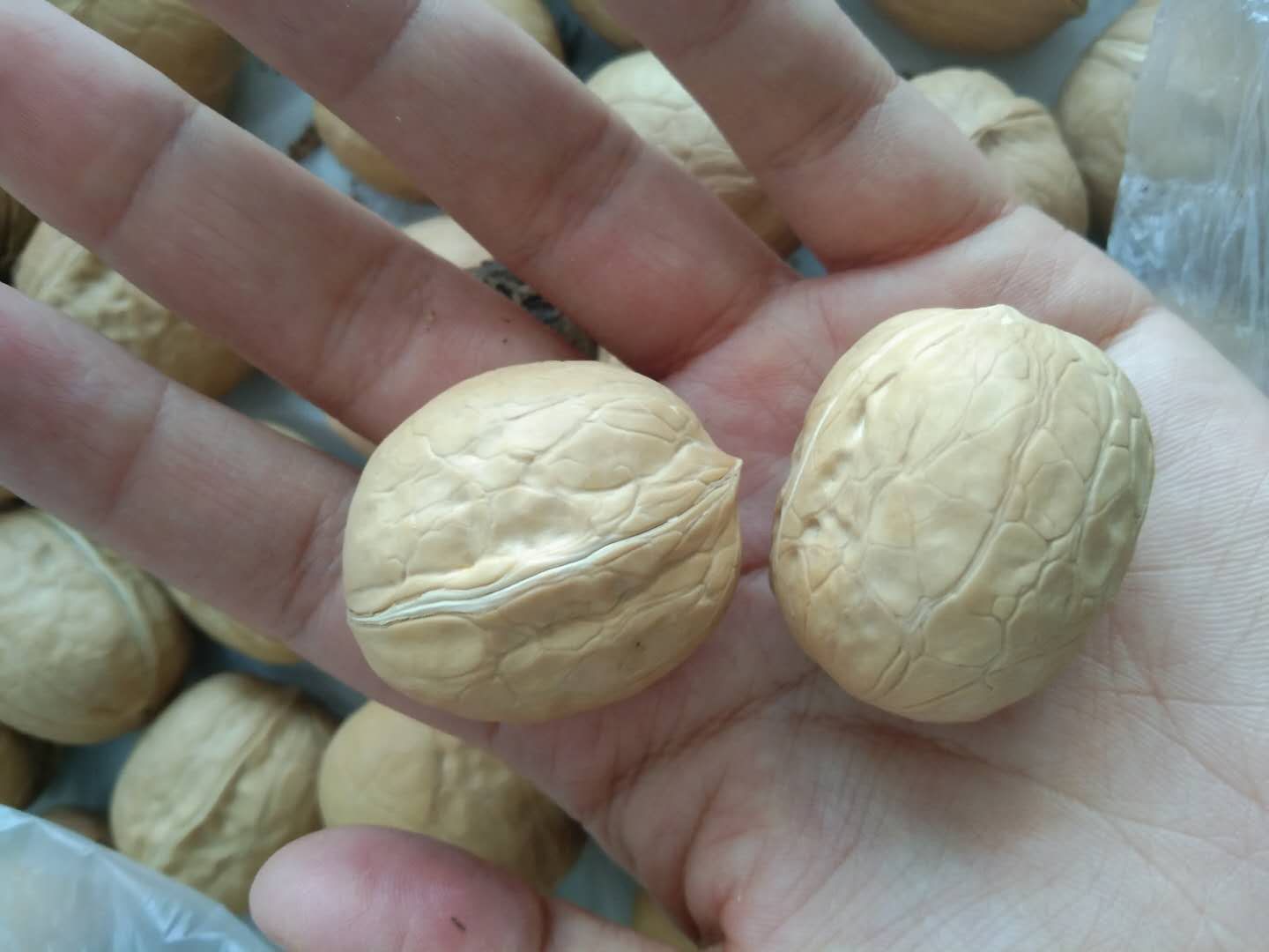 新疆薄皮核桃特写