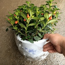 红鱼吊兰
