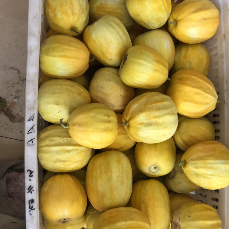 [甜瓜批发]湖北汉川精品丑八怪已上市,欢迎新老客户前来.价格1.
