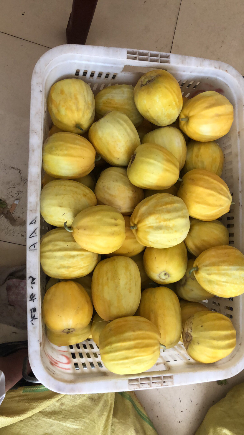[甜瓜批发]湖北汉川精品丑八怪已上市,欢迎新老客户前来.价格1.
