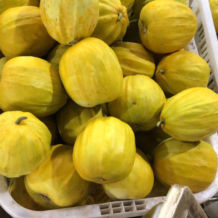 [甜瓜批发]湖北汉川精品丑八怪已上市,欢迎新老客户前来.价格1.