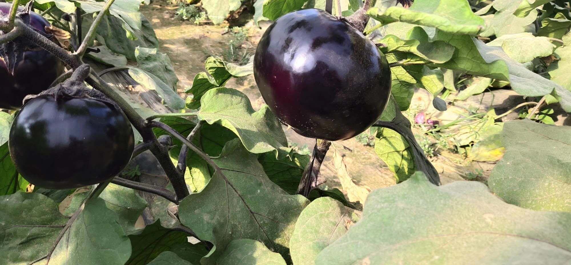 现代紫皮长茄子与传统白茄对比图
