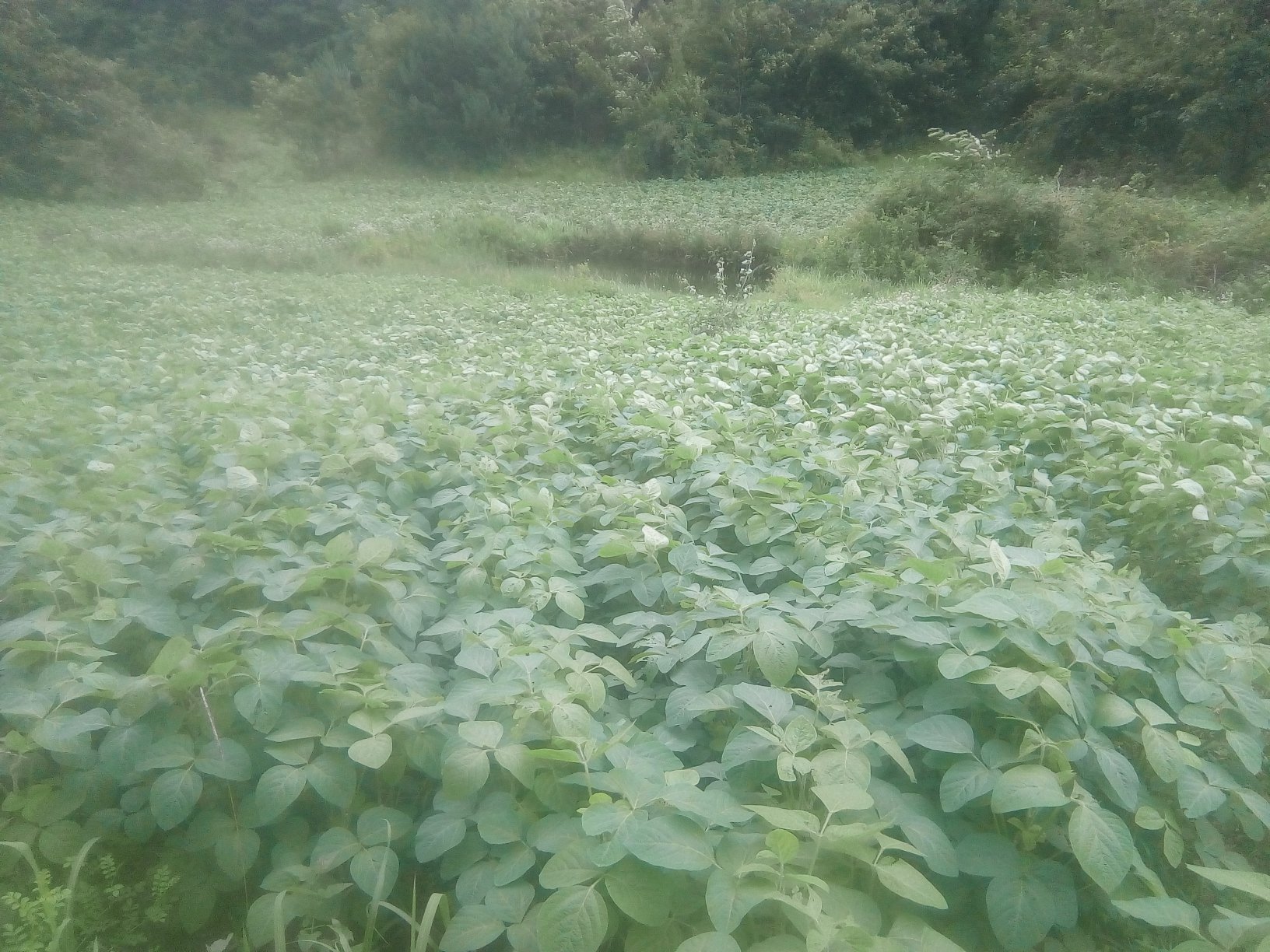 长江流域毛豆高产种植田间布局图