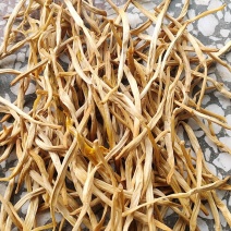 大荔黄花菜2025年新品直条托盘菜基地直发量大从优