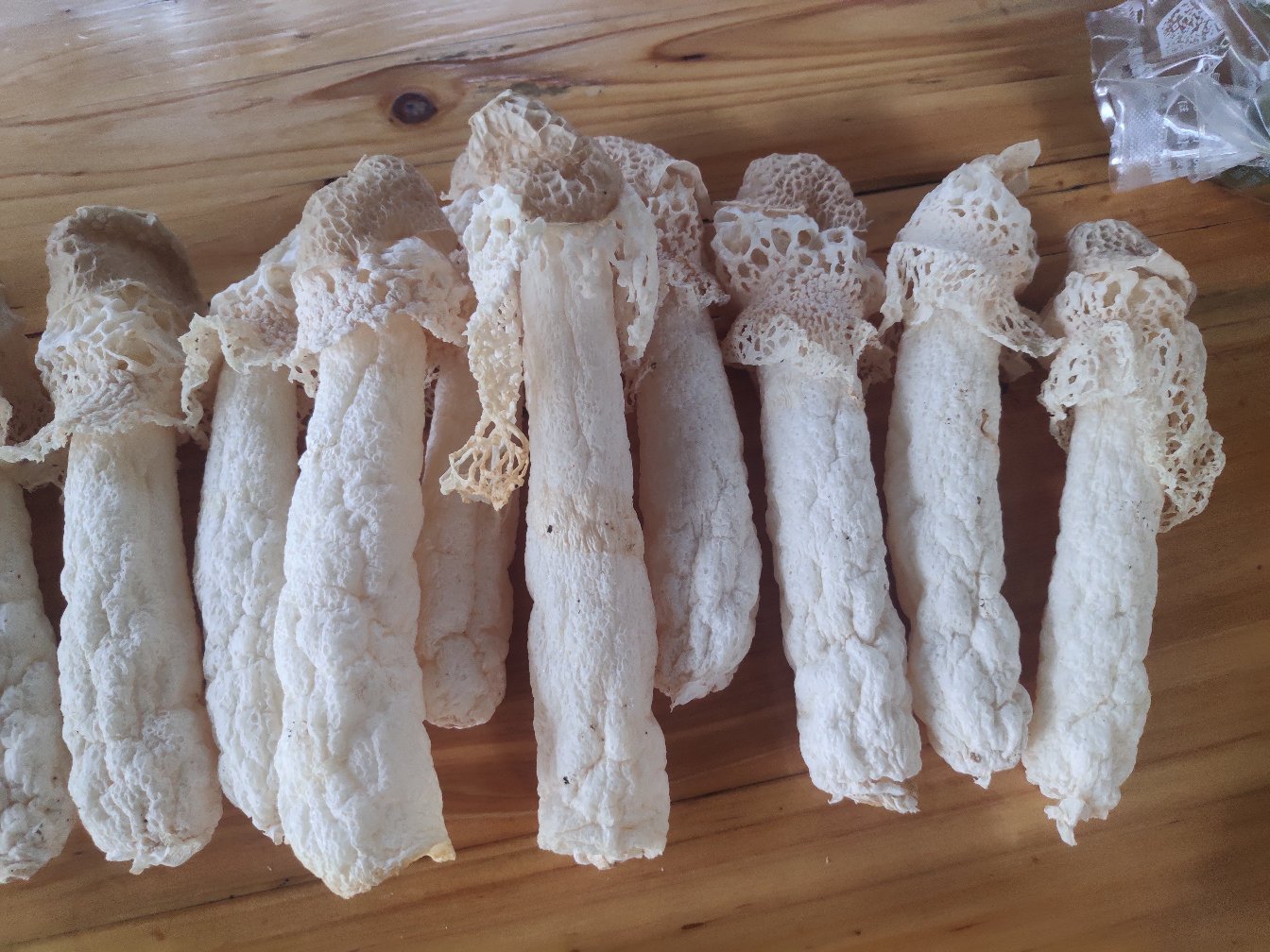 无裙竹荪对比图