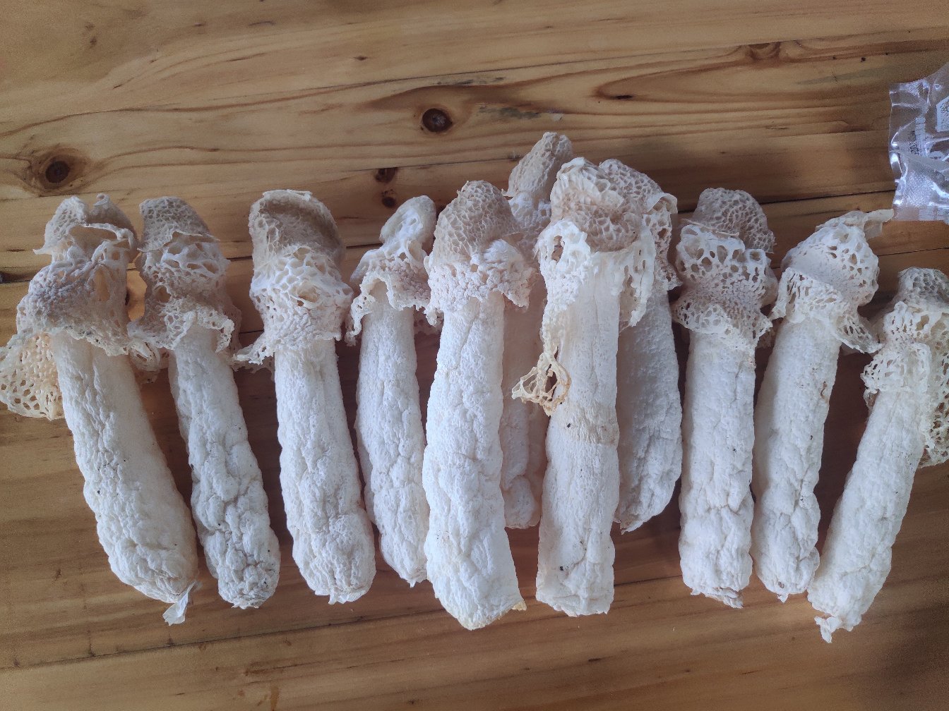 红托竹荪新鲜采摘特写