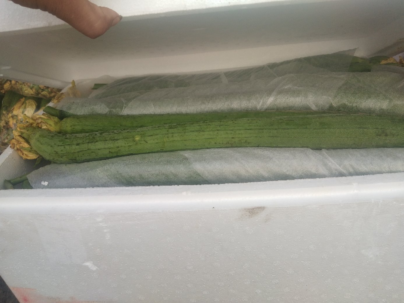 丝瓜在阴凉通风处存放