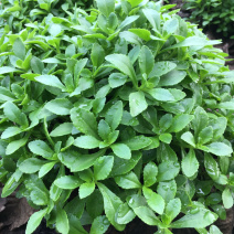 高钙菜、养心菜、救心菜、费菜，景天三七。