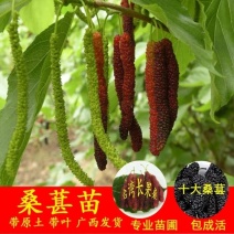 正宗台湾四季长果桑树苗嫁接桑葚苗十大黑桑苗南北方种植