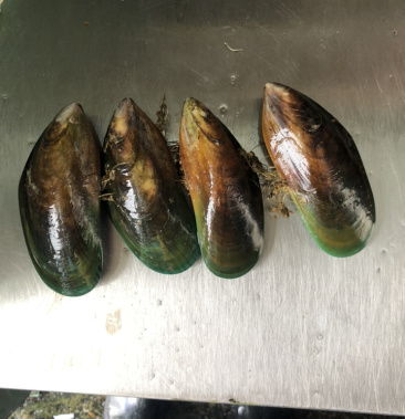 新西兰大青口规格大小都有价格不同