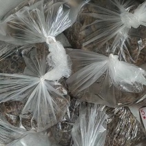 天然蝎子