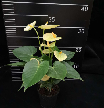 混装红掌90迷你红掌颜色有5种