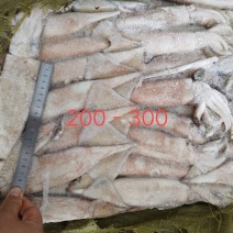 鱿鱼真鱿拖网船冻原料海捕海鲜烧烤火锅