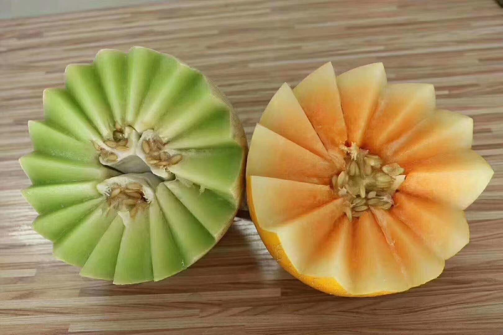 西州蜜瓜成熟果实特写