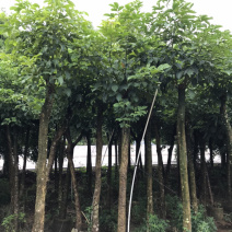 8-15分秋枫，市政袋苗