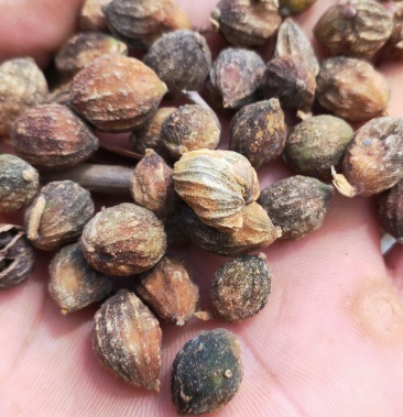 广东省信宜市南药之乡 益智仁 干货鲜货