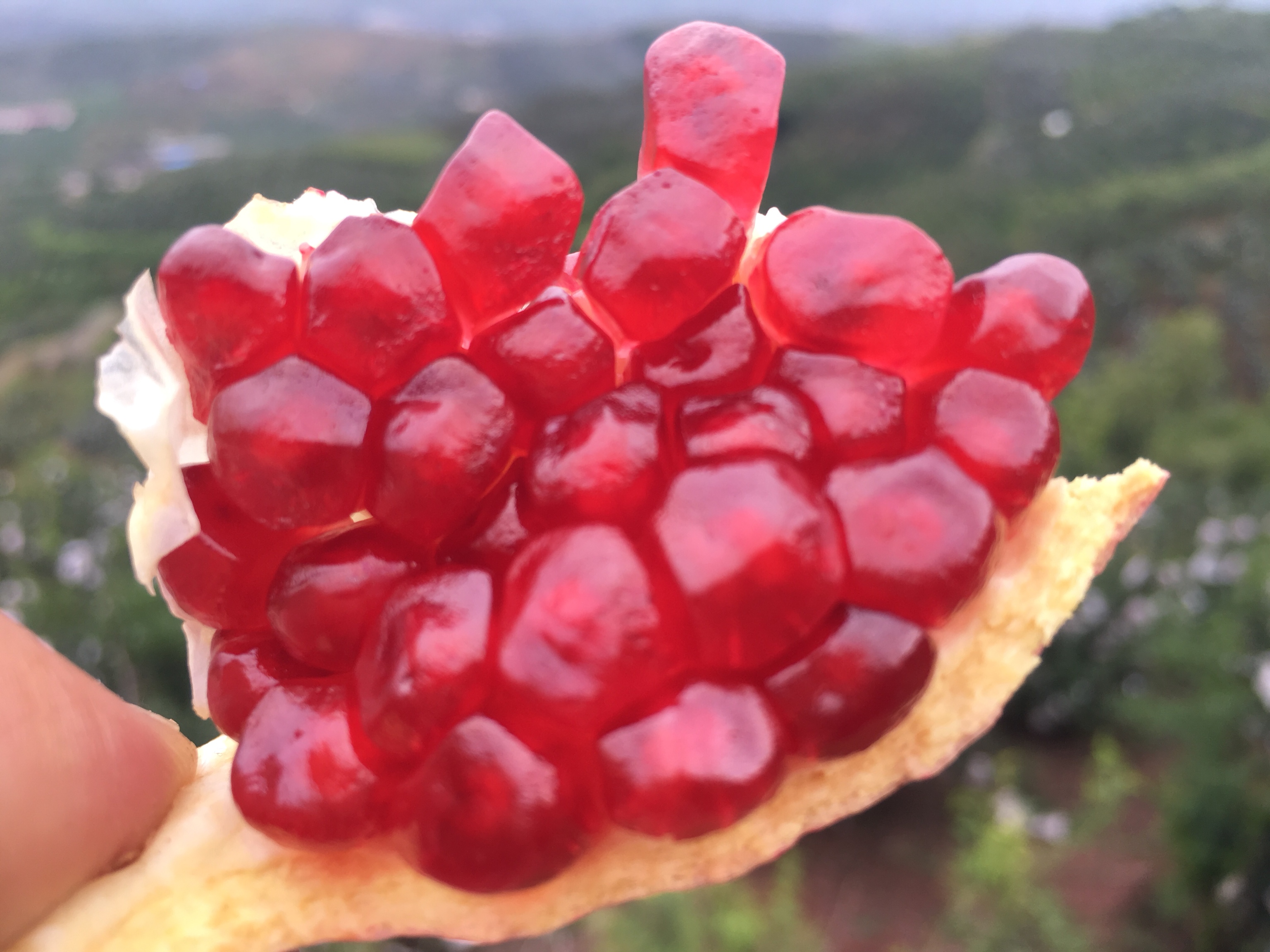 切开的软籽石榴特写