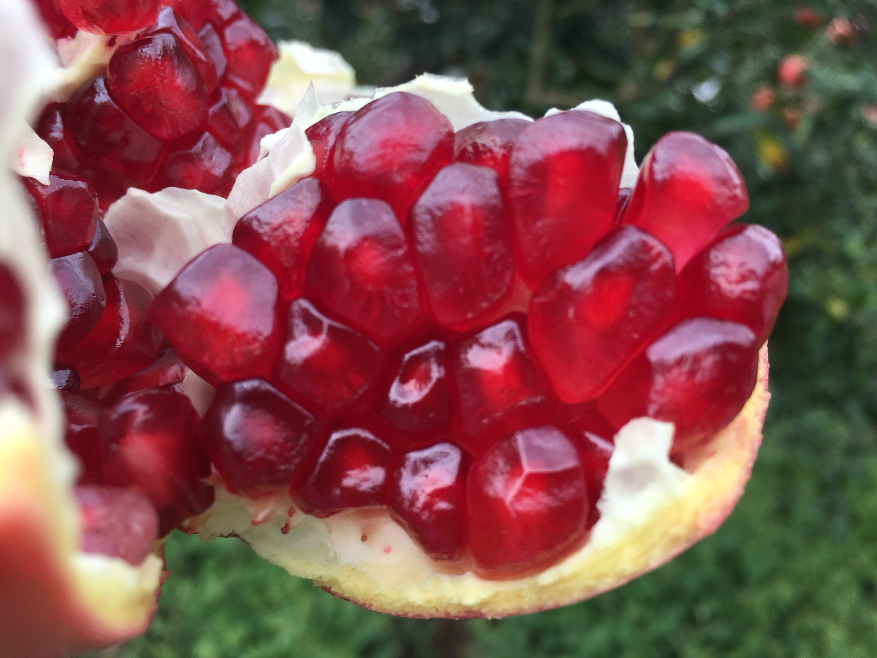 软籽石榴与硬籽石榴切面对比图