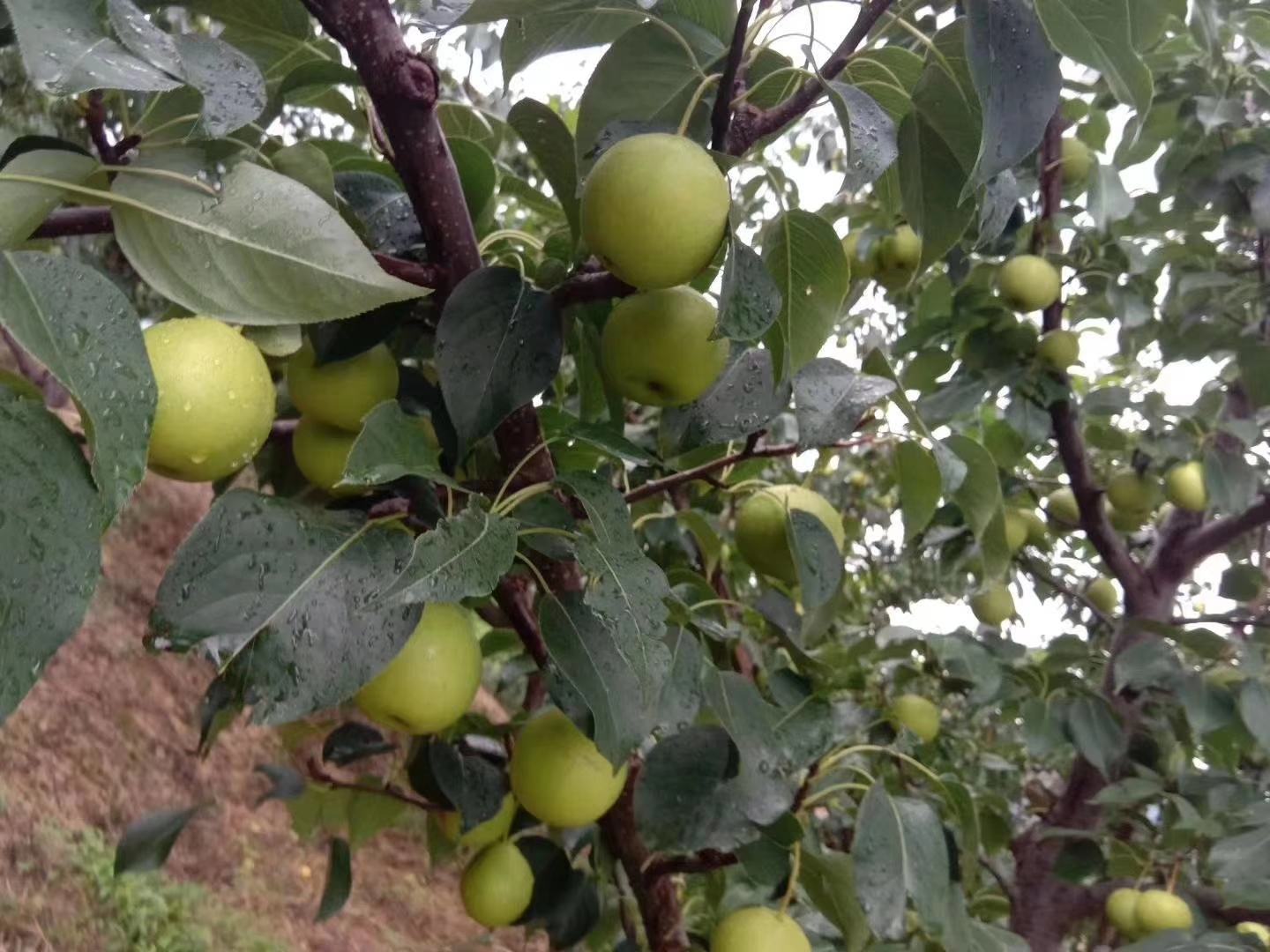 兽医白梨树修剪示意图