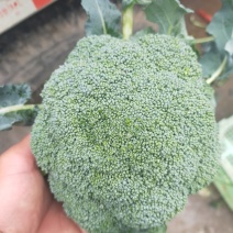 西兰花大量有货，一手货源，产地直销需要的老板联系我！