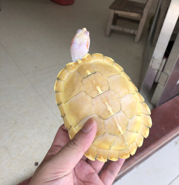 [乌龟批发]变异白巴母禄,均7两几价格3300.00元/个 - 一亩田