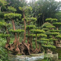 赤楠等等，各种天然舍利子古桩盆景