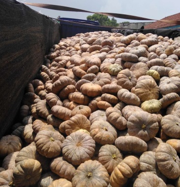 大磨盘南瓜盘龙202金磨盘圆南瓜深受广大消费者喜爱