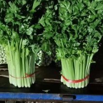 高原夏菜颜色正质量不错诚信赢天下有需要的可以联系我