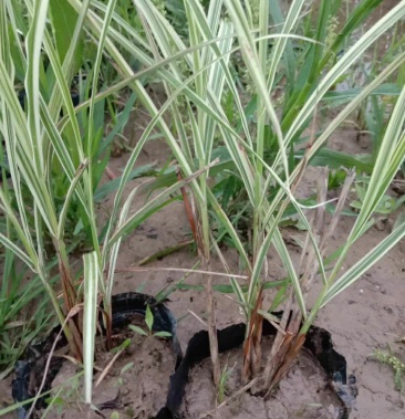 花叶芒,细叶芒 观赏草,柳枝稷