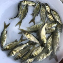 【花鲢鱼苗】优质鱼苗。质量保证。成活率高