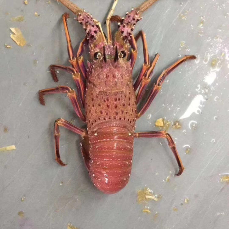 [澳洲龙虾批发]澳洲红龙规格大小都有,价格时价,有时候会有变动!