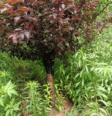 红叶美人梅4一15公分梅花红梅绿梅