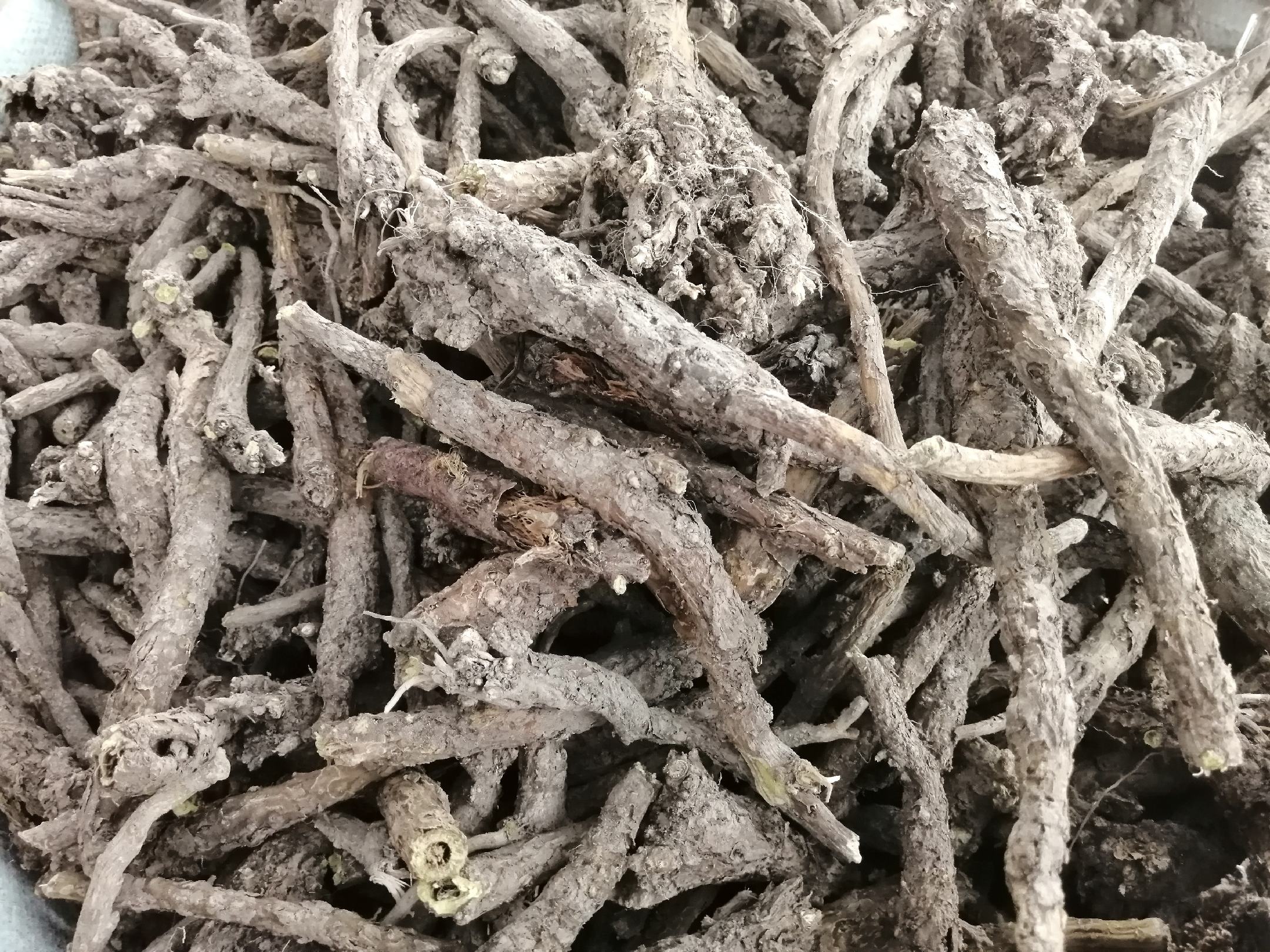 黄芩干燥根部药材