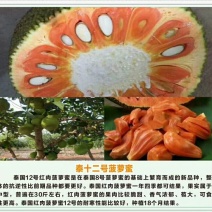 片接泰国12号菠萝蜜苗