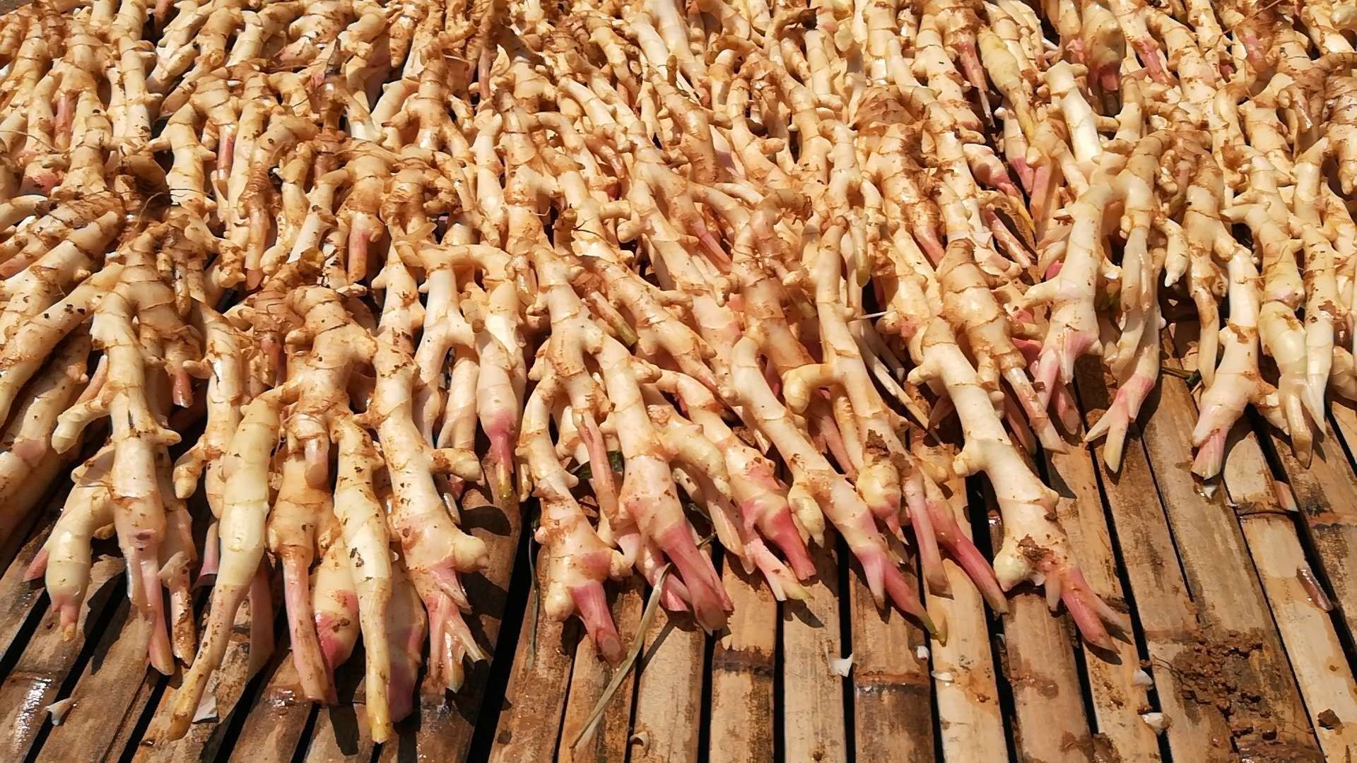 新鲜子姜在竹筛中自然晾干 子姜晾干过程