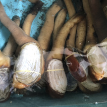 加拿大象拔蚌，规格大小都有，每天价格都不一样。